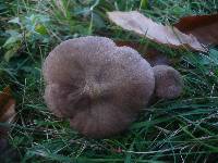 Entoloma jubatum image