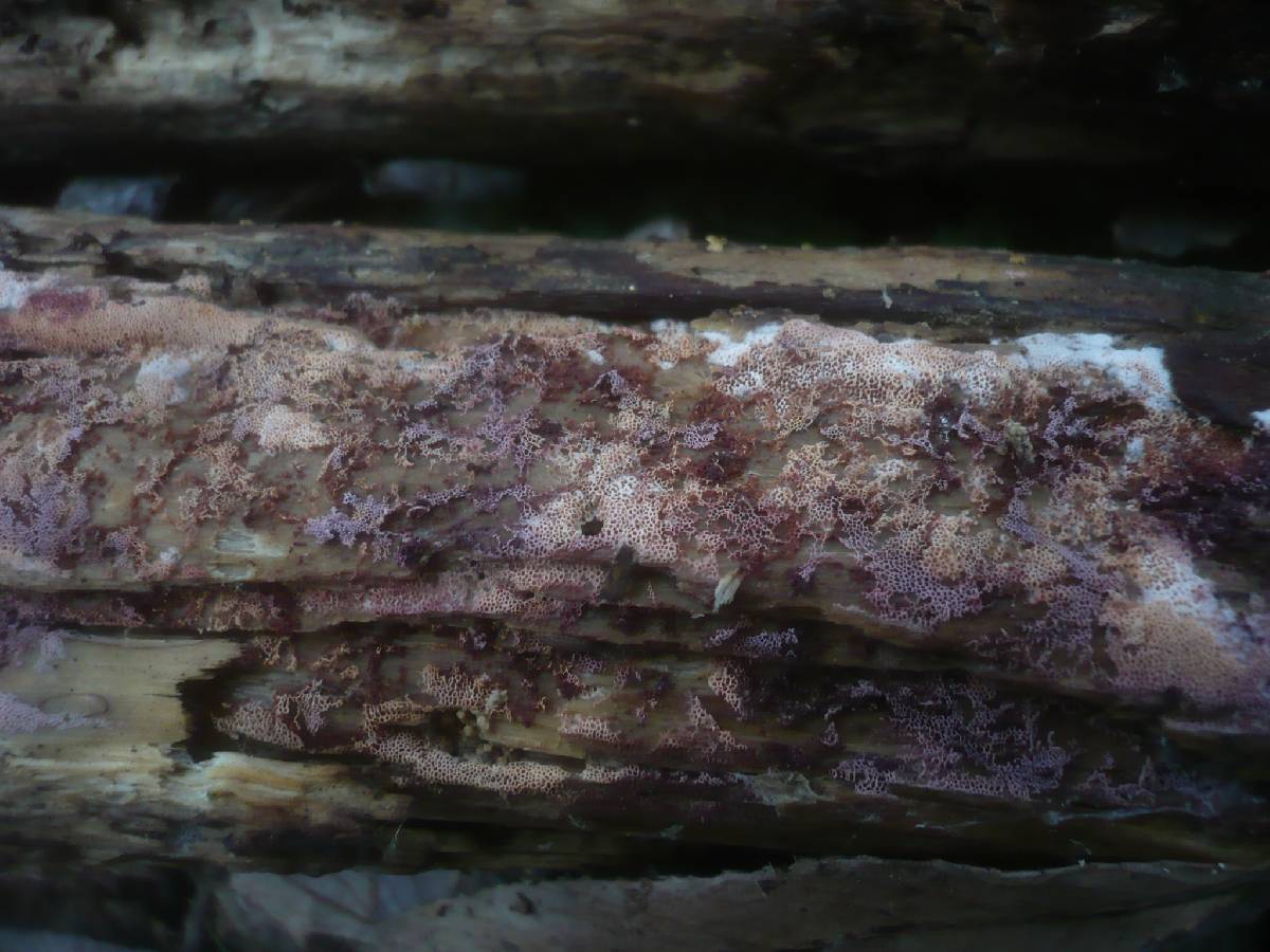 Ceriporia purpurea image