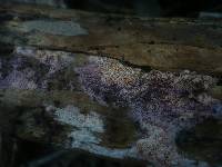 Ceriporia purpurea image
