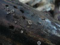 Resupinatus applicatus image