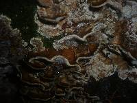 Bjerkandera adusta image