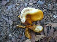 Austropaxillus infundibuliformis image