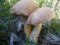 Austroboletus occidentalis image