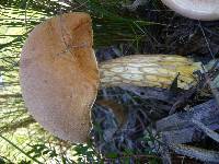 Austroboletus occidentalis image