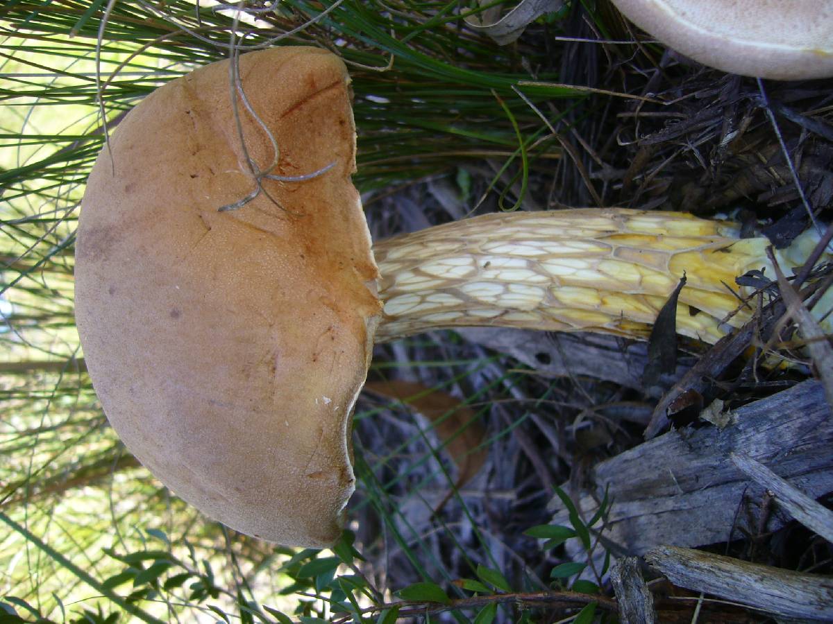 Austroboletus occidentalis image