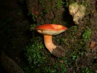 Boletus scarlatinus image