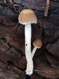 Psathyrella incerta image