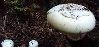 Amanita vernicoccora image