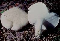 Albatrellus ovinus image