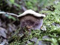 Panus conchatus image