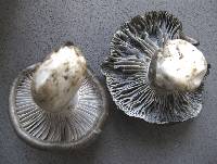 Hygrophorus marzuolus image