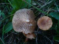 Lactarius fulvissimus image