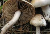 Inocybe whitei image