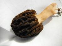 Morchella importuna image