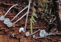 Mycena cinerella image