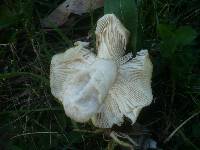 Russula atropurpurea image