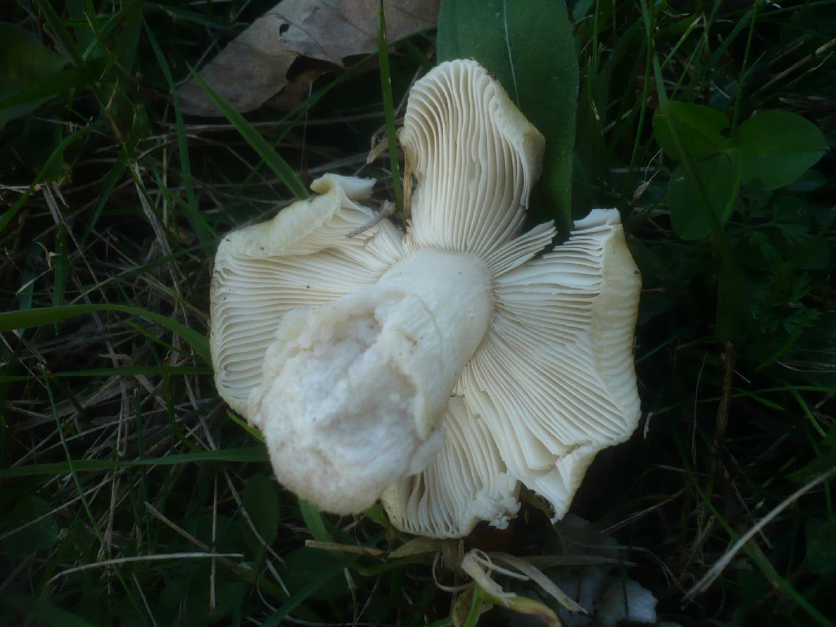 Russula atropurpurea f. dissidens image