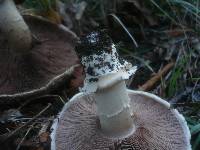 Agaricus bitorquis image