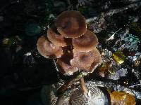 Armillaria solidipes image