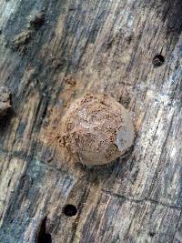 Reticularia intermedia image