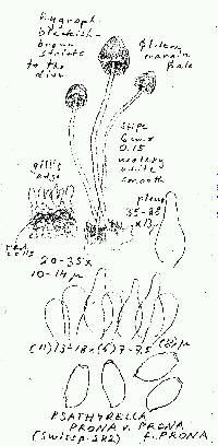 Psathyrella prona image