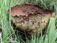 Lycoperdon utriforme image