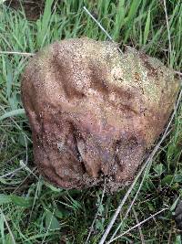 Lycoperdon utriforme image