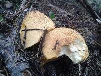 Suillus tomentosus image