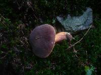 Boletus pruinatus image