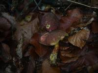 Boletus pruinatus image