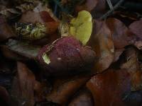 Boletus pruinatus image