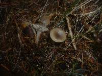 Clitocybe ditopa image