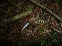 Clitocybe ditopa image