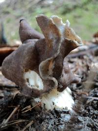 Helvella maculata image