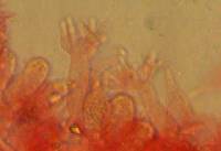 Mycena sanguinolenta image