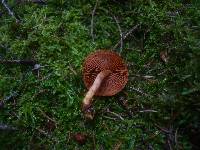 Cortinarius cinnamomeus image