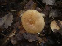 Lactarius chrysorrheus image