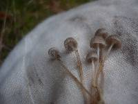 Mycena vulgaris image