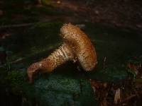 Pholiota squarrosa image