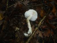 Tricholoma columbetta image