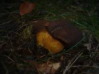 Boletus badius image