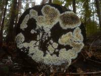 Coniophora puteana image