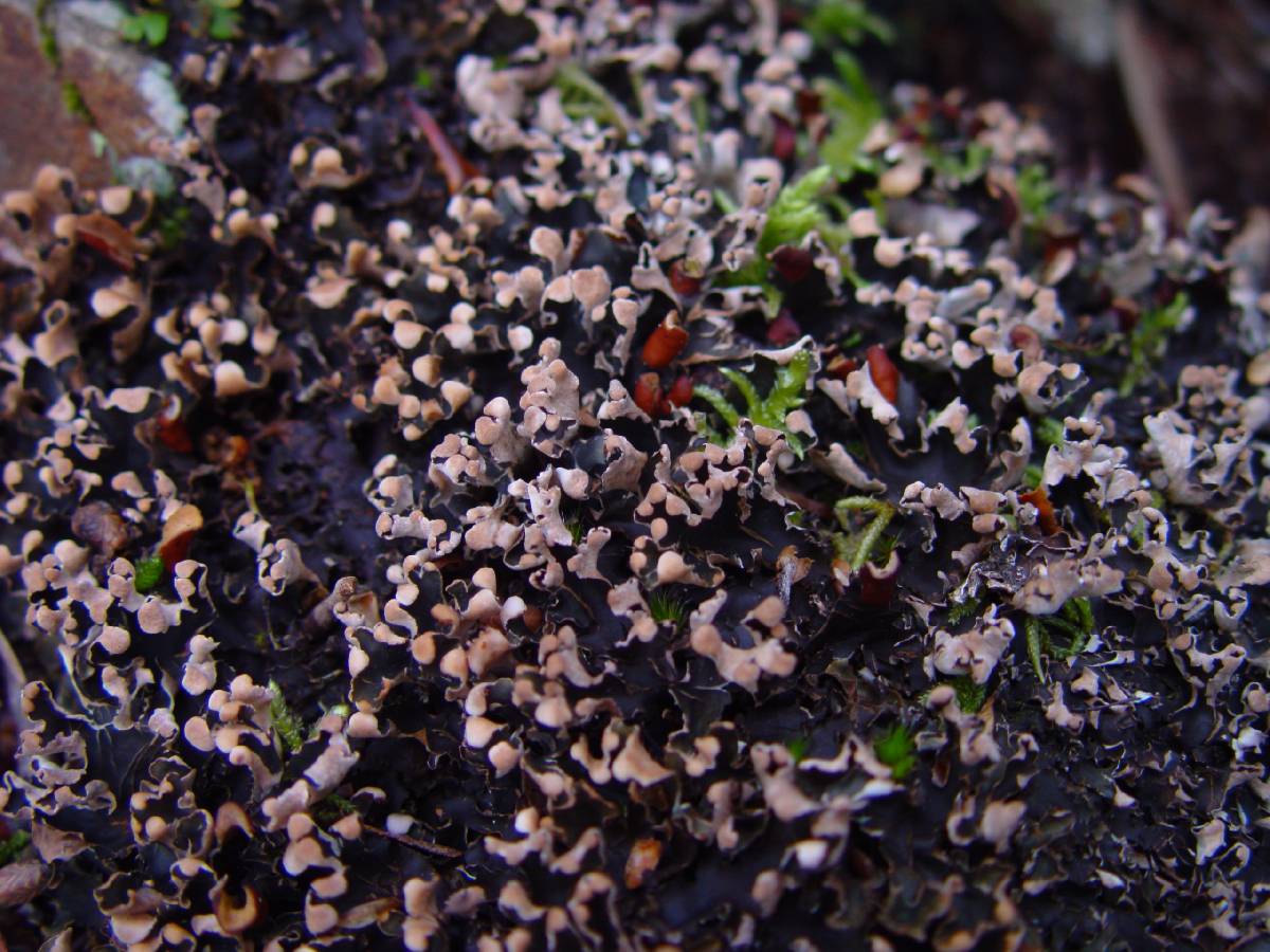 Peltigera hymenina image