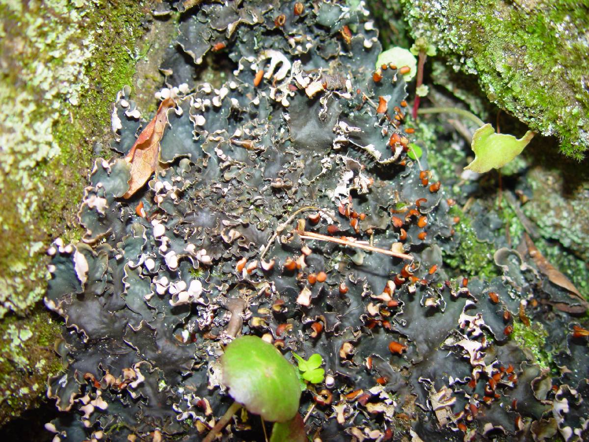 Peltigera hymenina image