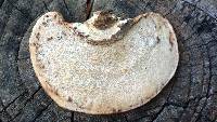 Trametes cingulata image