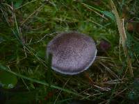 Tricholoma cingulatum image