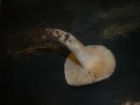 Hygrophorus queletii image