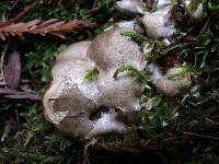 Reticularia lycoperdon image