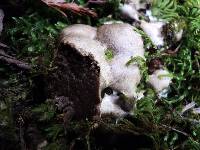 Reticularia lycoperdon image