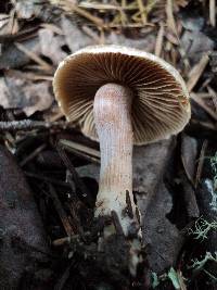 Inocybe laetior image